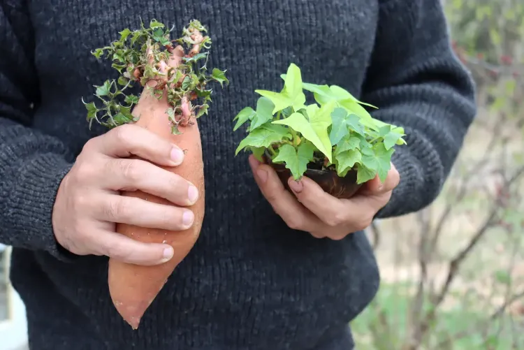 astuces comment cultiver des patates douces en pot france jardin nature maison