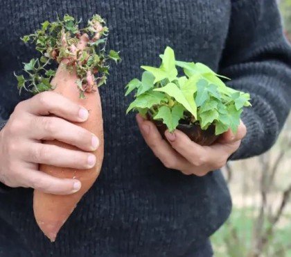 astuces comment cultiver des patates douces en pot france jardin ou intérieur