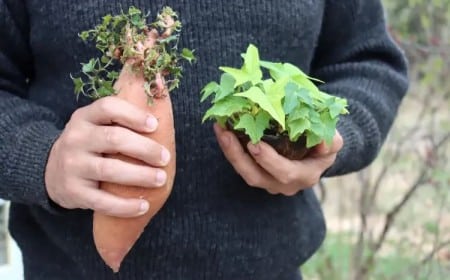 astuces comment cultiver des patates douces en pot france jardin ou intérieur