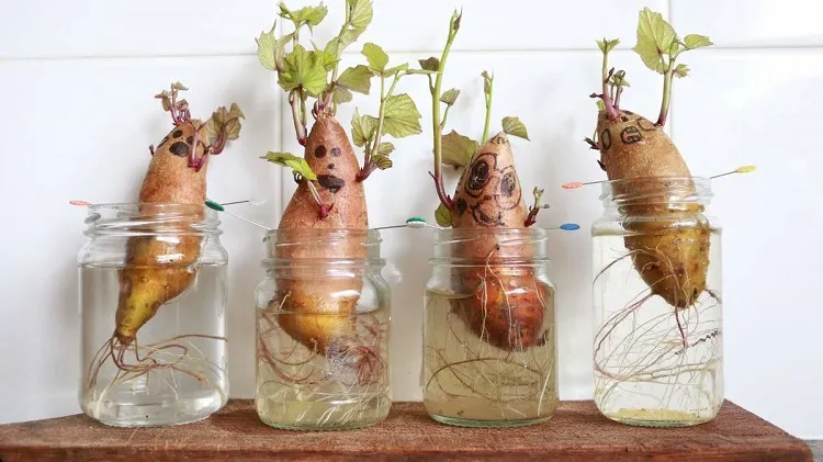 astuces comment faire pousser une patate douce à partir d'une patate jardin maison cuisine