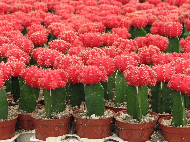 cactus rouge plante plantes de couleur viva magenta