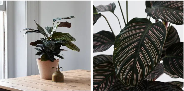 calathea plantes vertes qui n'ont pas besoin de beaucoup de lumière naturelle intérieur