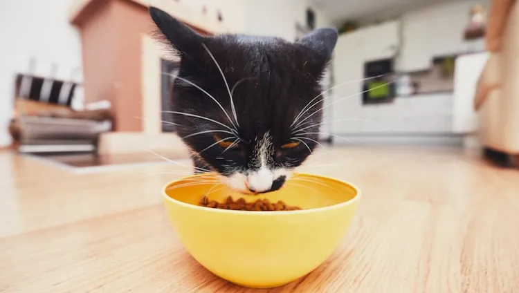 chat qui gratte sol autour gamelle après avoir mangé pourquoi