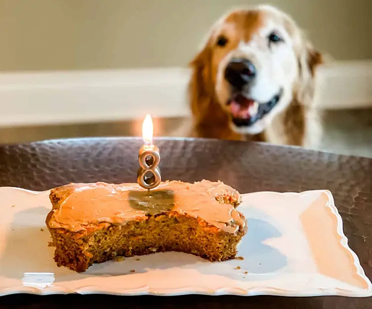 dog recipe no-bake two-tier chicken and vegetable cake