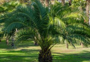 comment bien prendre soin d'un palmier Phoenix en 2023