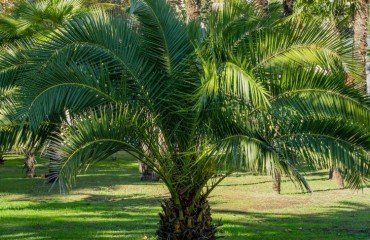 comment bien prendre soin d'un palmier Phoenix en 2023