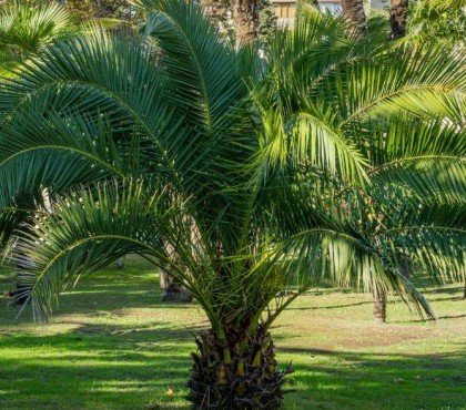 comment bien prendre soin d'un palmier Phoenix en 2023