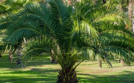 comment bien prendre soin d'un palmier Phoenix en 2023