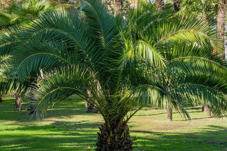 Comment protéger un palmier en hiver ? Les bonnes étapes