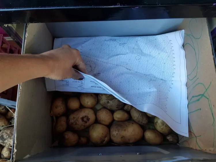 comment conserver longtemps des pommes de terre