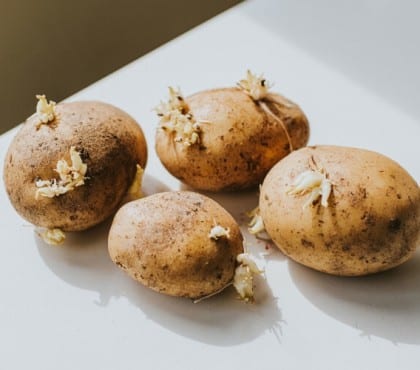 comment empêcher la germination des pommes de terre