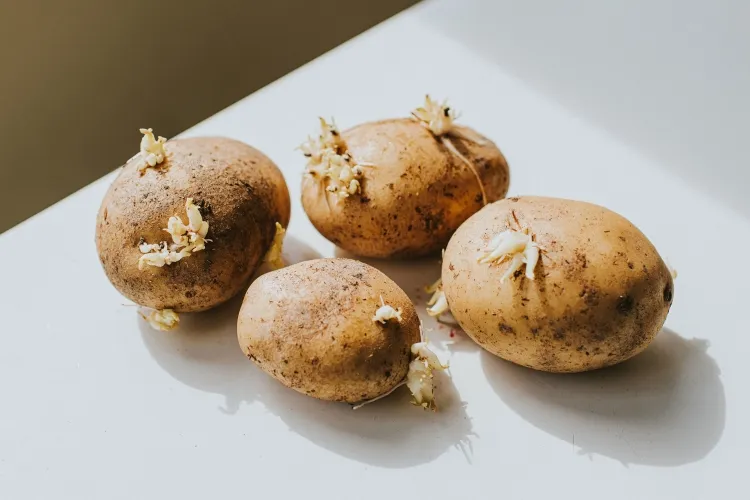 comment empêcher la germination des pommes de terre