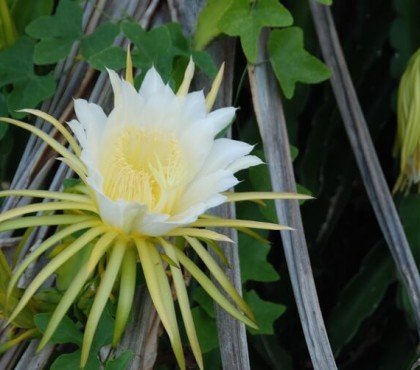 comment entretenir hylocereus undatus belles fleurs vanillées blanches fruits du dragon fabuleux