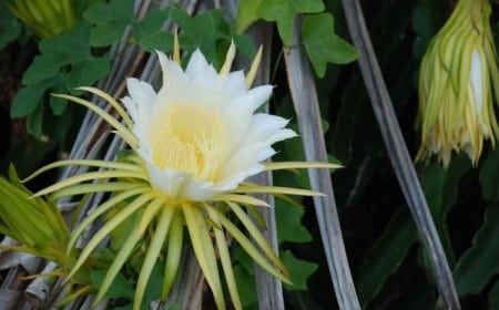 comment entretenir hylocereus undatus belles fleurs vanillées blanches fruits du dragon fabuleux