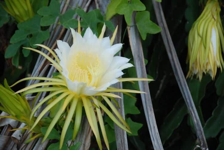 comment entretenir hylocereus undatus belles fleurs vanillées blanches fruits du dragon fabuleux