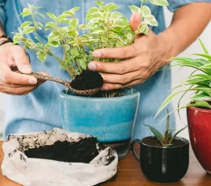 comment faire de l'engrais naturel pour les plantes d'intérieur marc de café idées bon marché