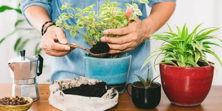 comment faire de l'engrais naturel pour les plantes d'intérieur marc de café idées bon marché