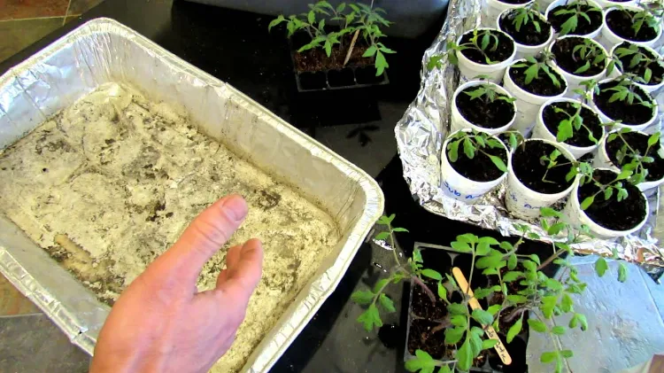 comment faire germer des graines de semis avec papier d'aluminium protéger des plantes en pot du froid gel hiver 2023