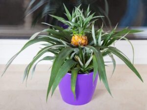 comment faire pousser un ananas à la maison