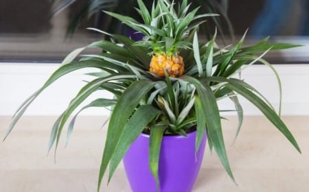 comment faire pousser un ananas à la maison