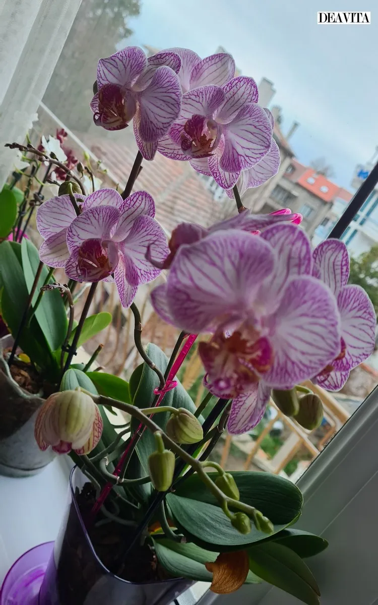 comment faire refleurir une orchidée phalaenopsis qui ne fait que des feuilles et des racines comment entretenir une orchidée en pot