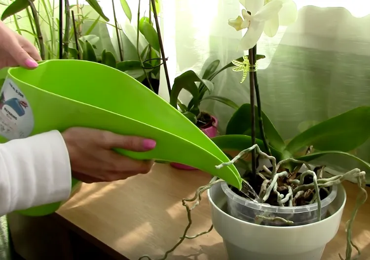 comment faire refleurir une orchidée qui n'a plus de hampe 2023 