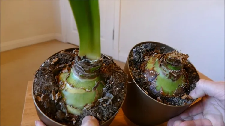 comment faire repousser des amaryllis stocker bulbe enveloppé endroit frais sec ventilé