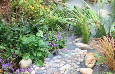 comment faire un jardin de pluie avec des cailloux et des plantes aquatiques