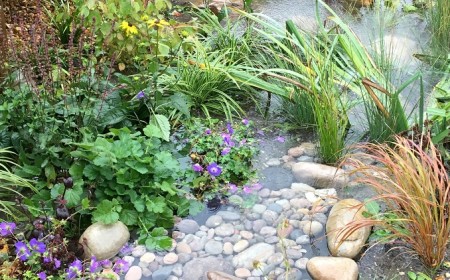 comment faire un jardin de pluie avec des cailloux et des plantes aquatiques