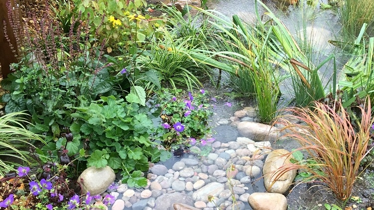 comment faire un jardin de pluie avec des cailloux et des plantes aquatiques