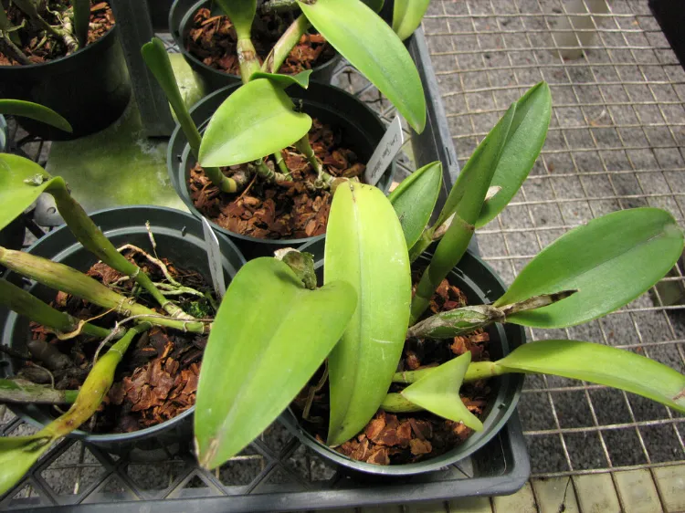 comment faire un substrat pour orchidée 2023