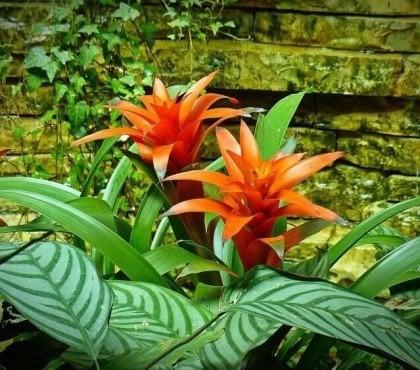 comment garder un bromélia en hiver