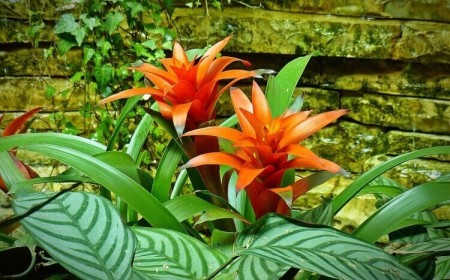 comment garder un bromélia en hiver