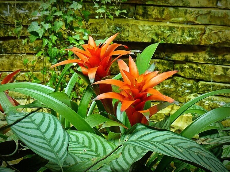 comment garder un bromélia en hiver