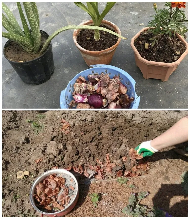 How to cover the soil of outdoor garden plants with onion peel
