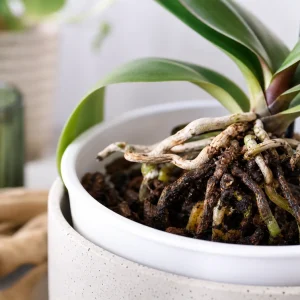 comment sauver une orchidée qui pourrit pourquoi mon orchidée pourrit arrosage excessif