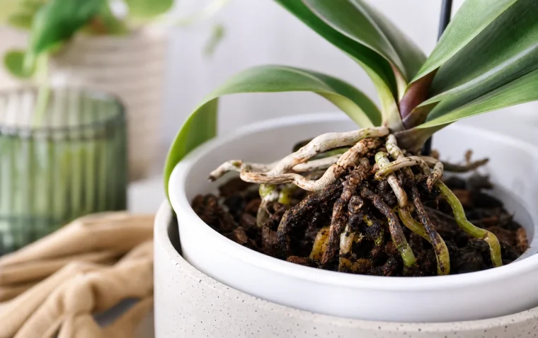 comment sauver une orchidée qui pourrit pourquoi mon orchidée pourrit arrosage excessif