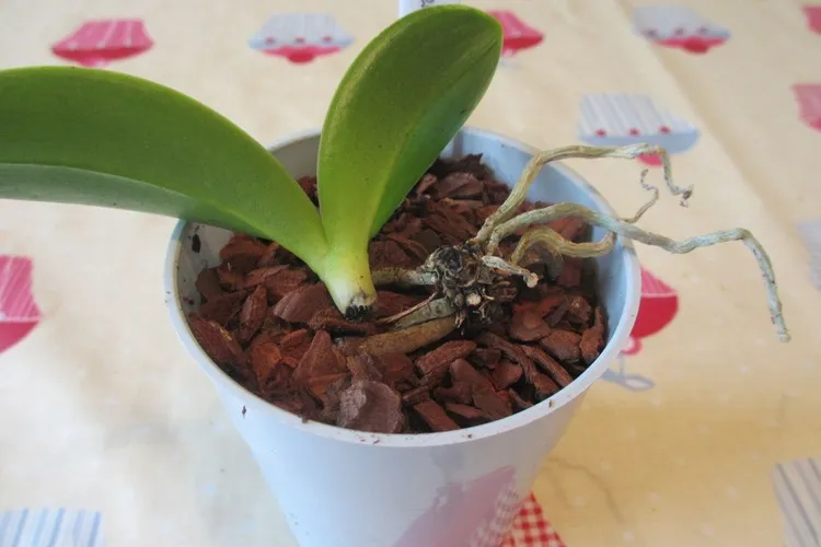 comment sauver une orchidée qui pourrit pourriture du collet de l'orchidée