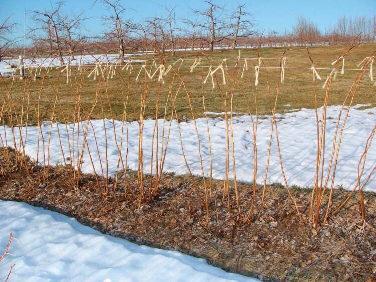 comment tailler un framboisier pour l'hiver retirer tiges taillées brûler correctement