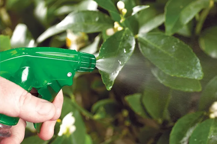 comment utiliser l'eau de javel au jardin pour conserver ses plantes fleurs des maladies nuisibles