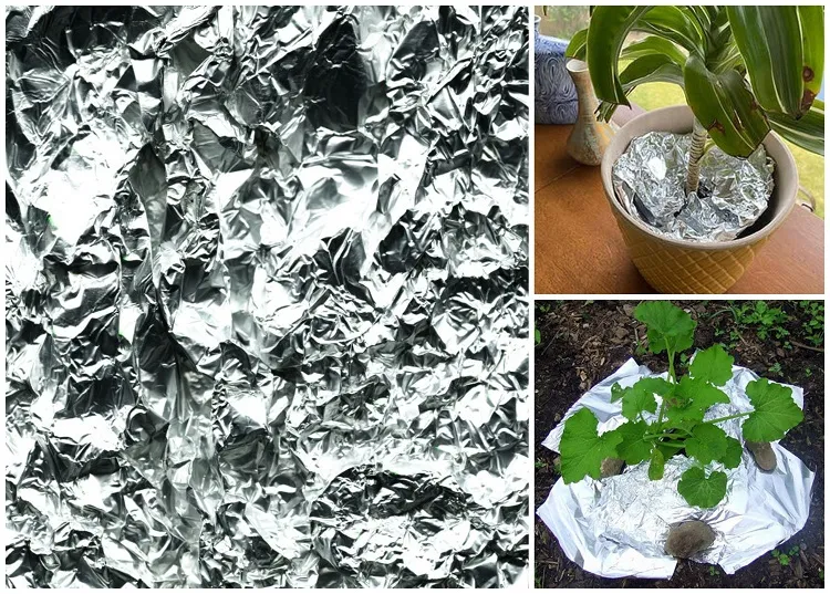 comment utiliser papier aluminium au jardin pour protéger les plantes du froid du gel hiver 2023