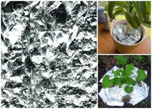 comment utiliser papier aluminium au jardin pour protéger plantes pot du gel froid hiver 2023 astuces jardinage
