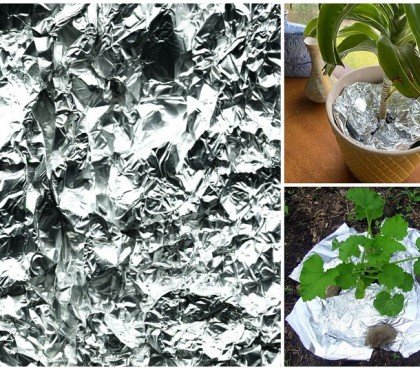 comment utiliser papier aluminium au jardin pour protéger plantes pot du gel froid hiver 2023 astuces jardinage