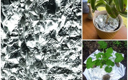 comment utiliser papier aluminium au jardin pour protéger plantes pot du gel froid hiver 2023 astuces jardinage