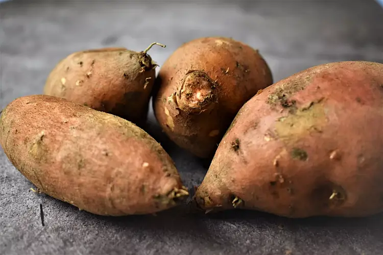 cultiver des patates douces bretagne france jardin nature cuisine