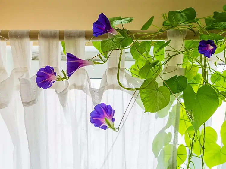 cultiver des patates douces plante d'intérieur