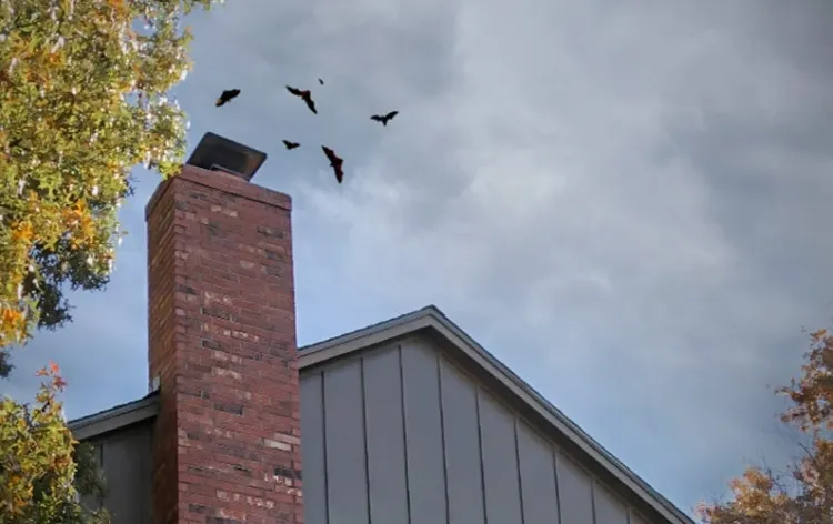 débistrage cheminée bon tirage conduit libre évacuer fumée nids oiseaux