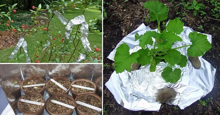enrouler papier aluminium autour des pieds pour protéger les plantes des parasites astuces jardin
