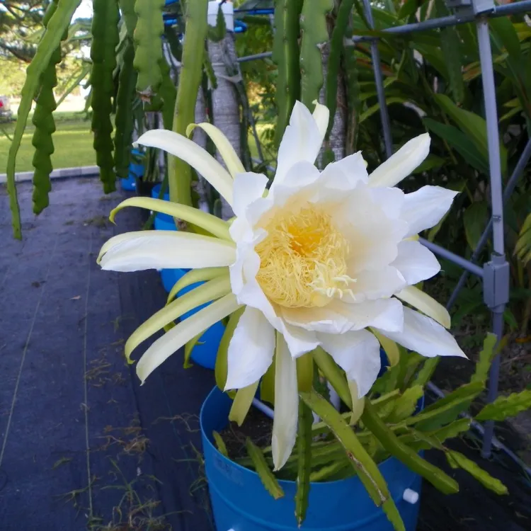 entretenir hylocereus undatus belles fleurs vanillées blanches fruits du dragon fabuleux