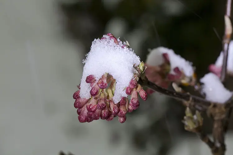 fleur quand planter la viorne d'hiver viburnum x bodnantense jardin plante
